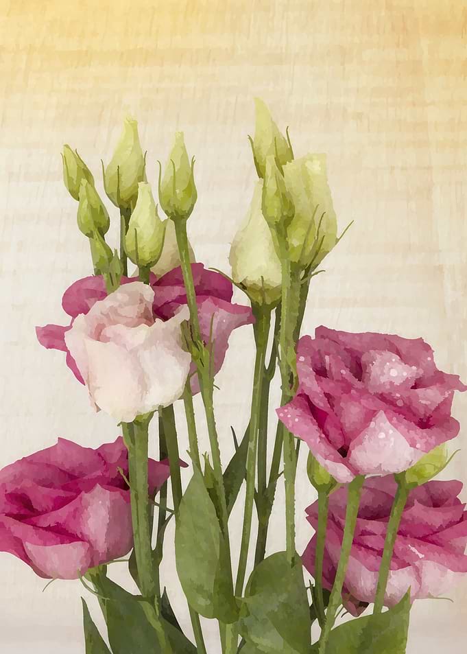 roses Flower