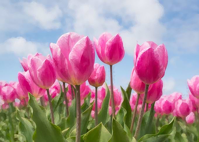 pink tulips Paintings
