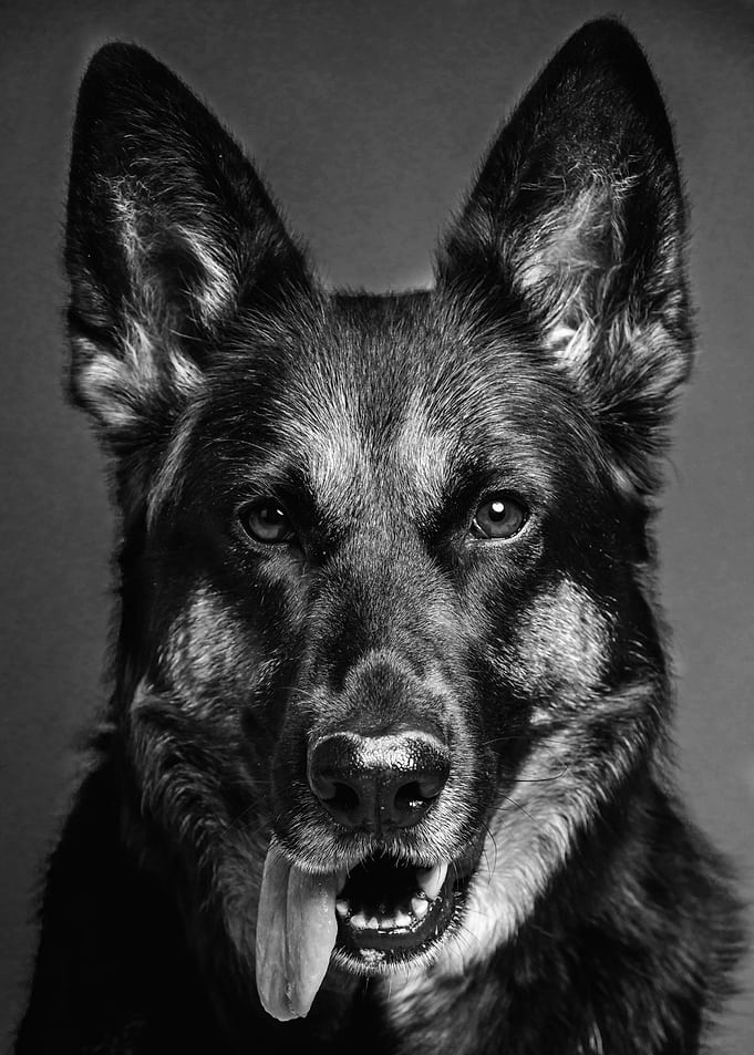 Shepherd