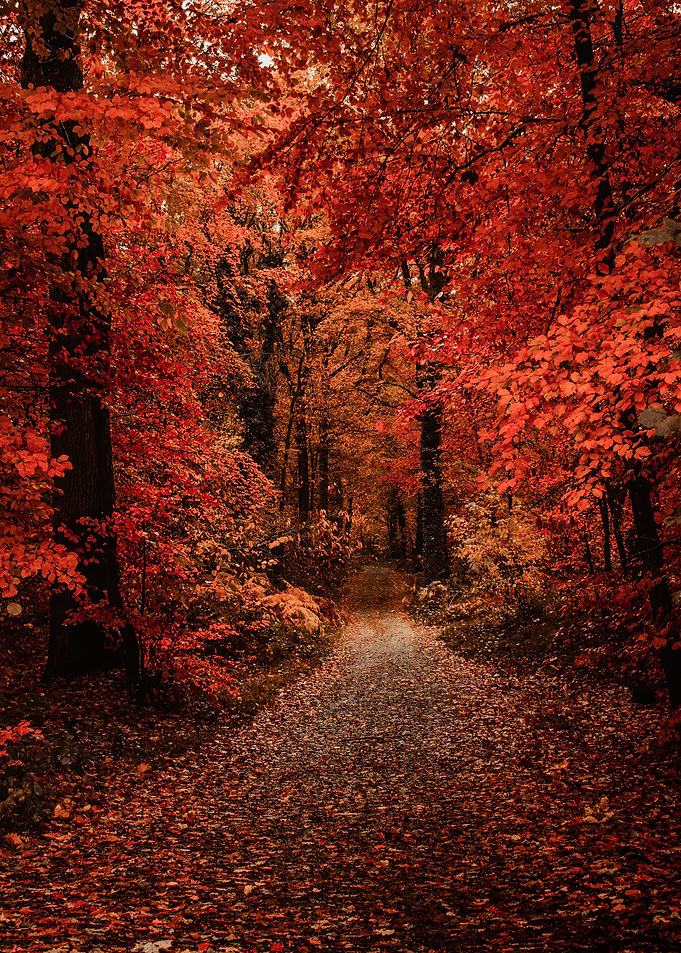 Autumn Woods