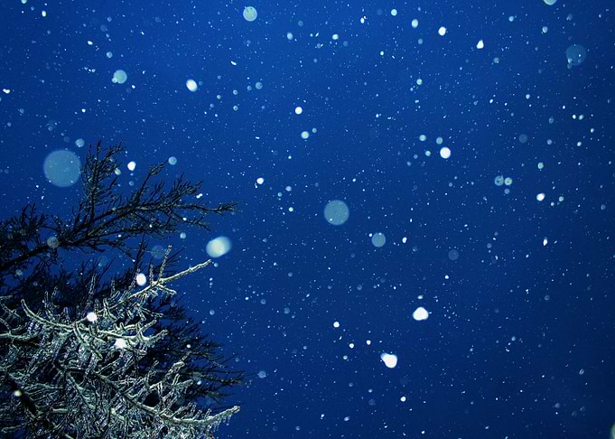 Snow Drop