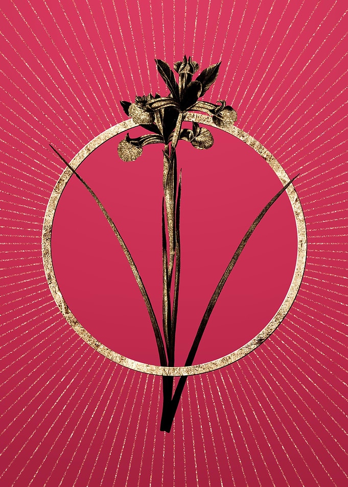 Viva Magenta Spanish Iris
