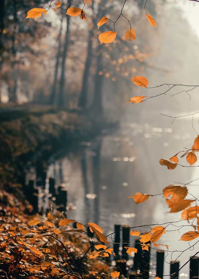 Park, leaves, autumn pond