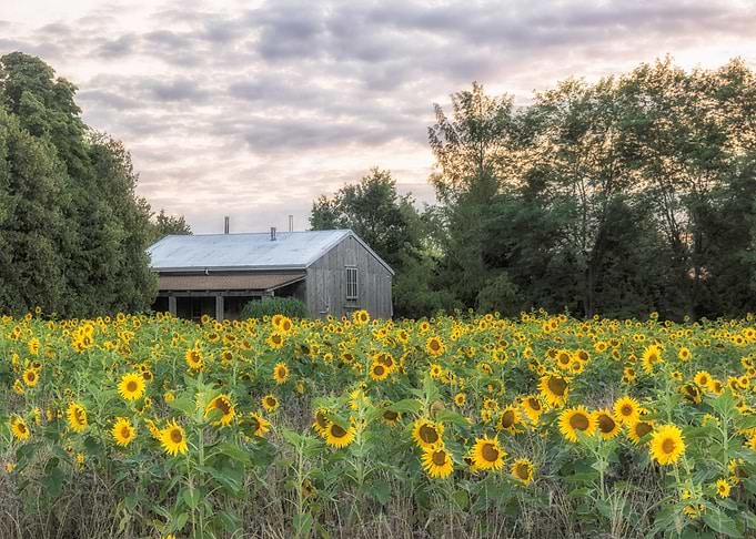Sunflowers in Bloom
