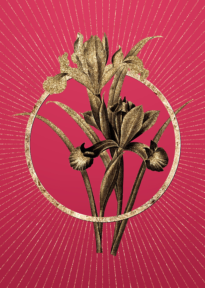 Viva Magenta Spanish Iris