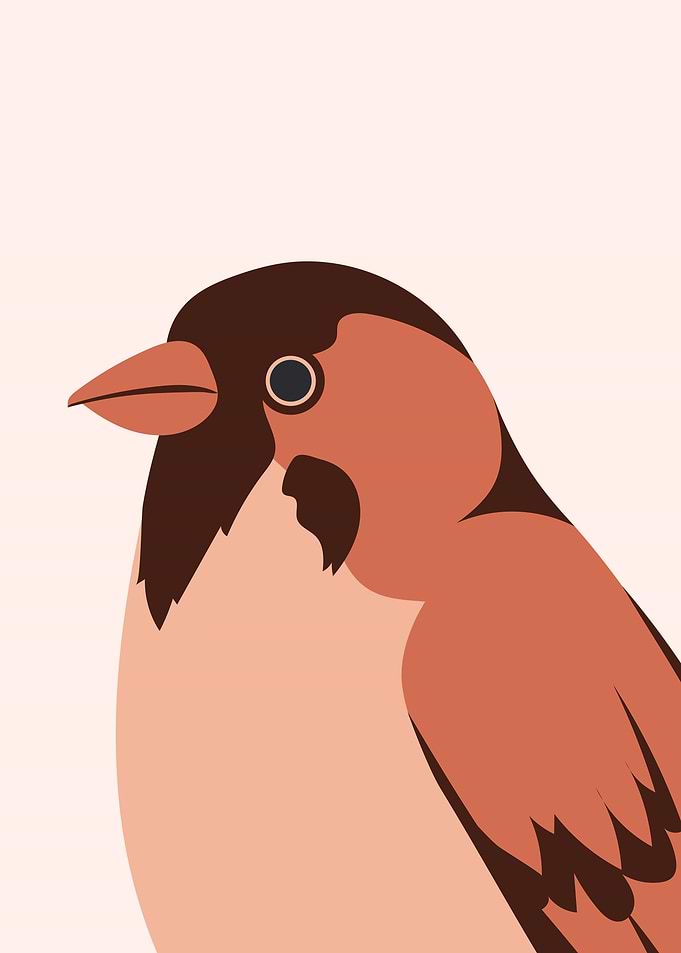 Cute Sparrow bird wildlife