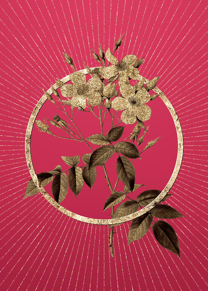 Musk Rose on Viva Magenta