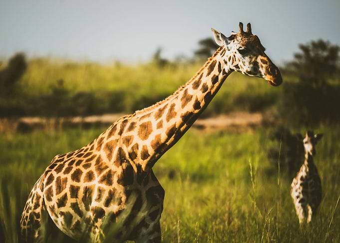 Giraffe