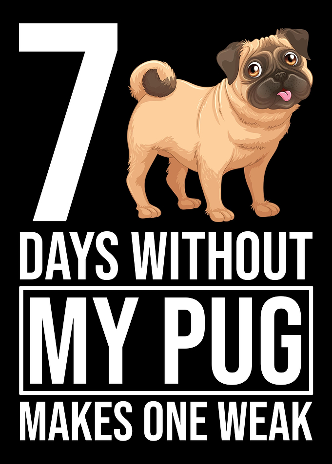Pug Dog