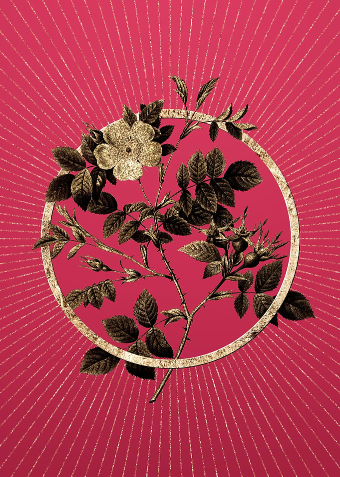 Viva Magenta Malmedy Rose