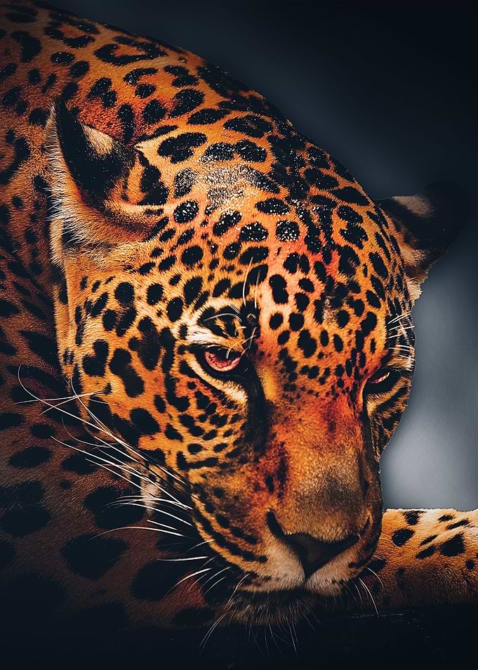 Leopard