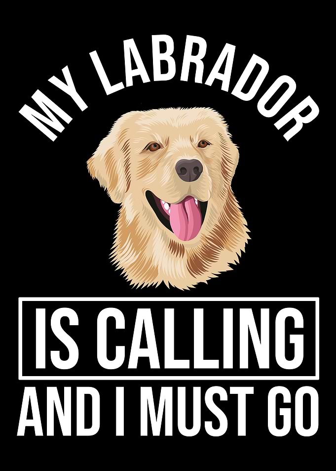 Labrador Dog