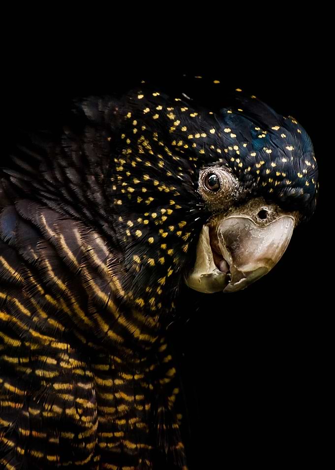 Cockatoo