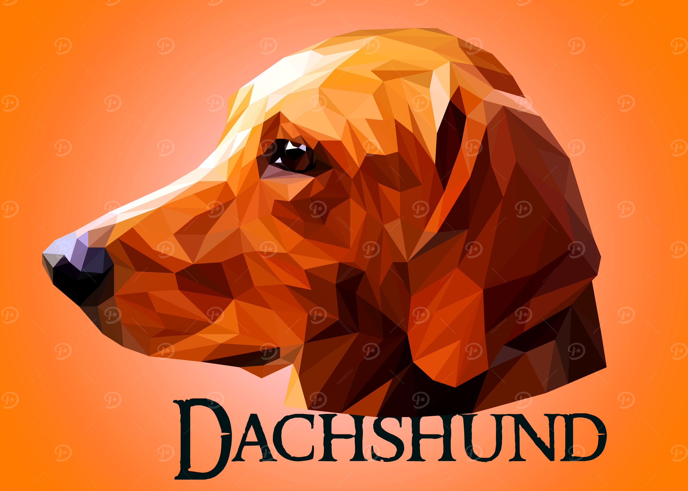 Dachshund