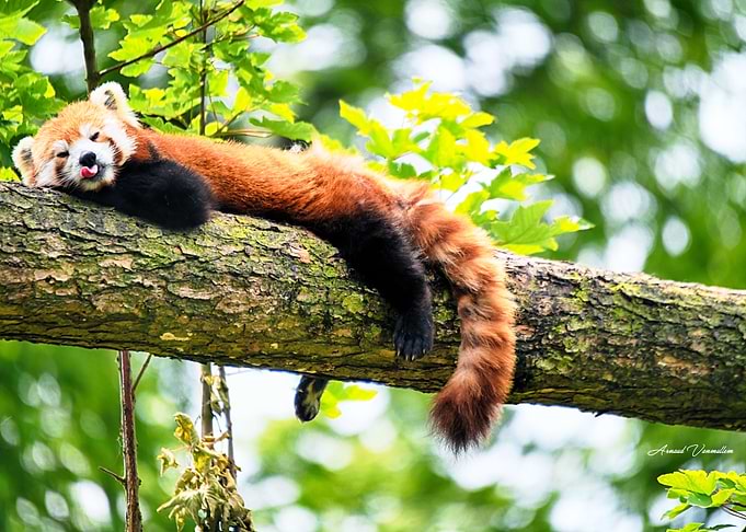 Panda Roux