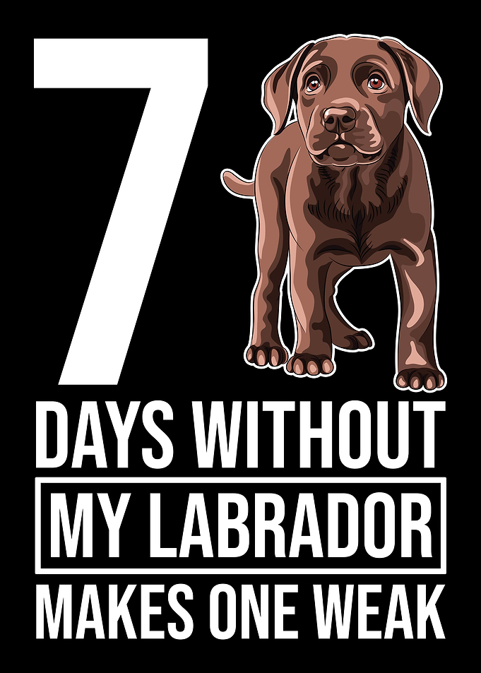 Labrador Dog