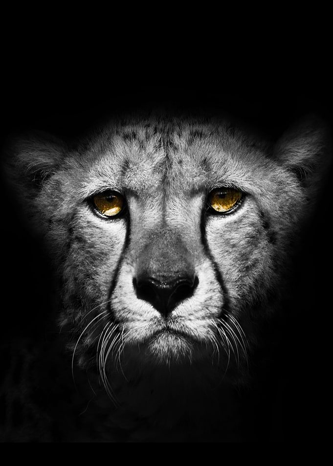 Cheetah