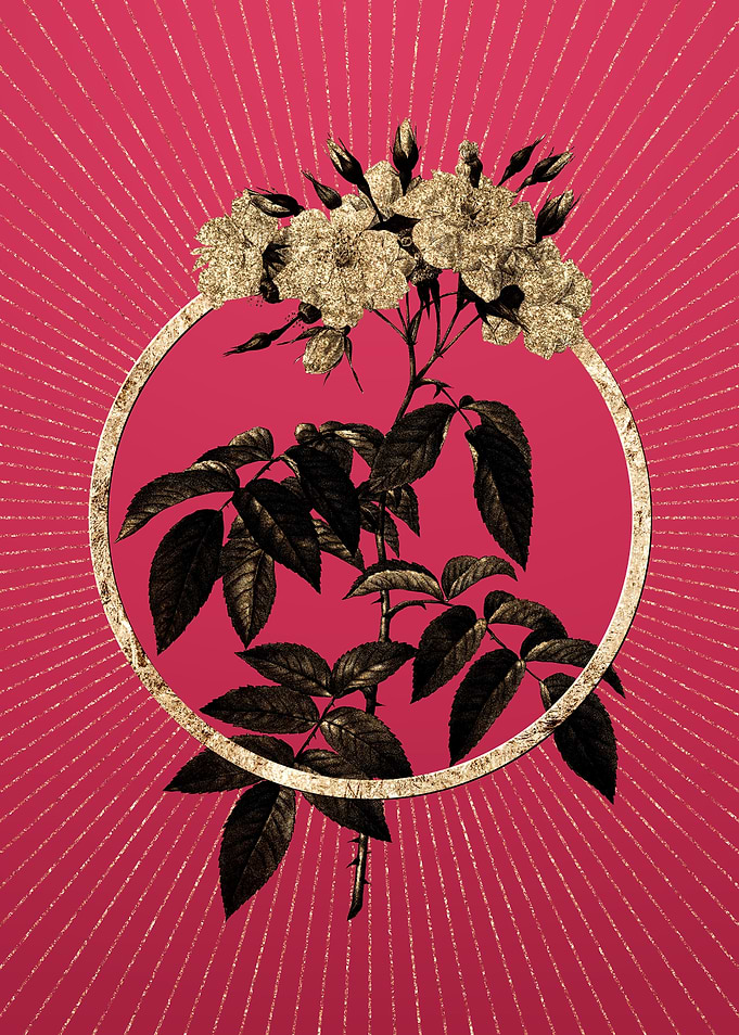 Musk Rose on Viva Magenta