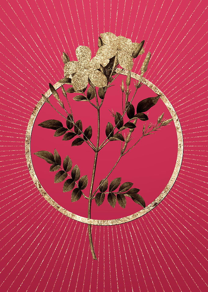 Spanish Jasmine on Magenta