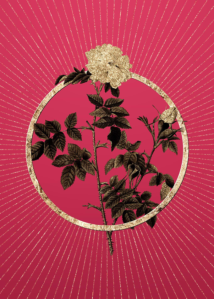 Viva Magenta Pink Rosebush