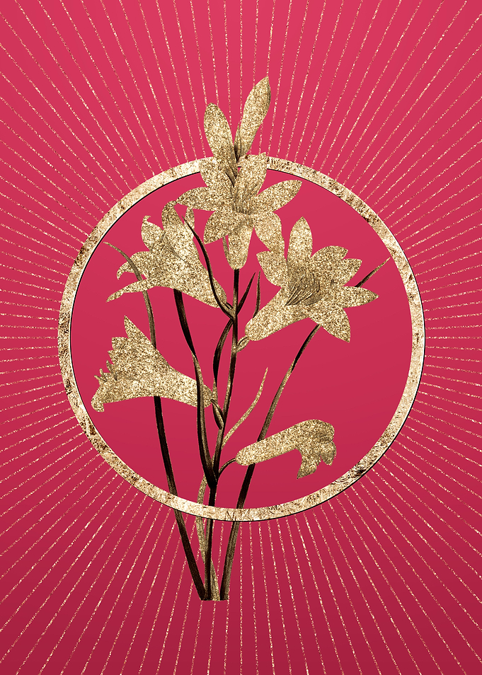 St Brunos Lily on Magenta