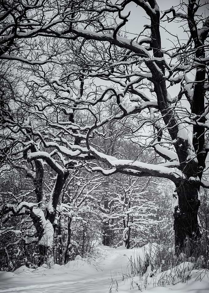 Winter alley,tree,park,B&W