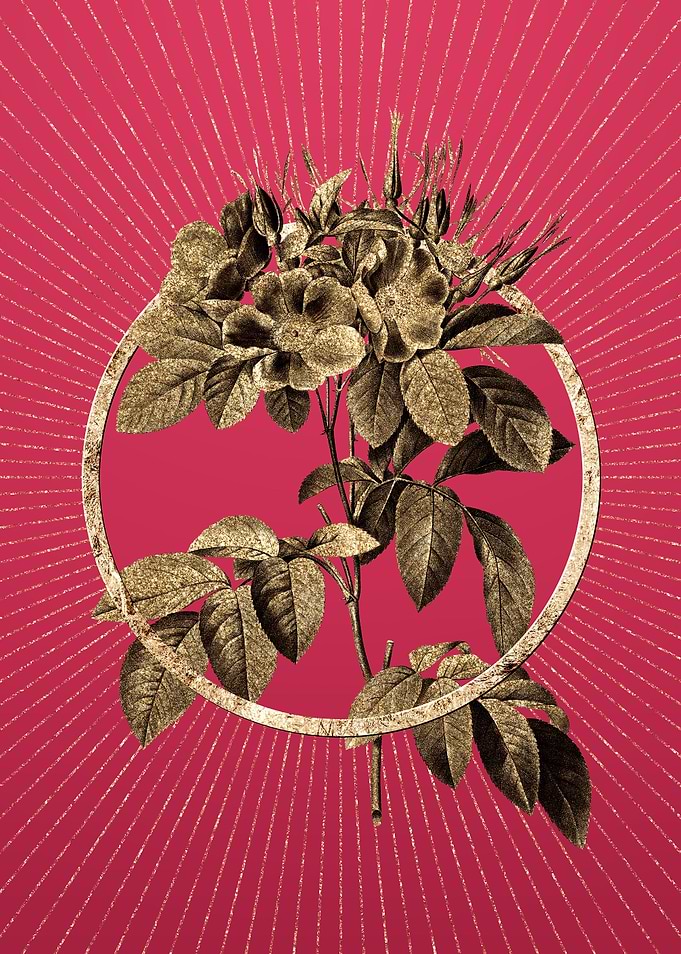 Viva Magenta Pasture Rose