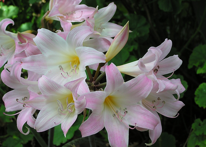 lilies