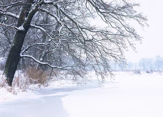 Winter lake in the park