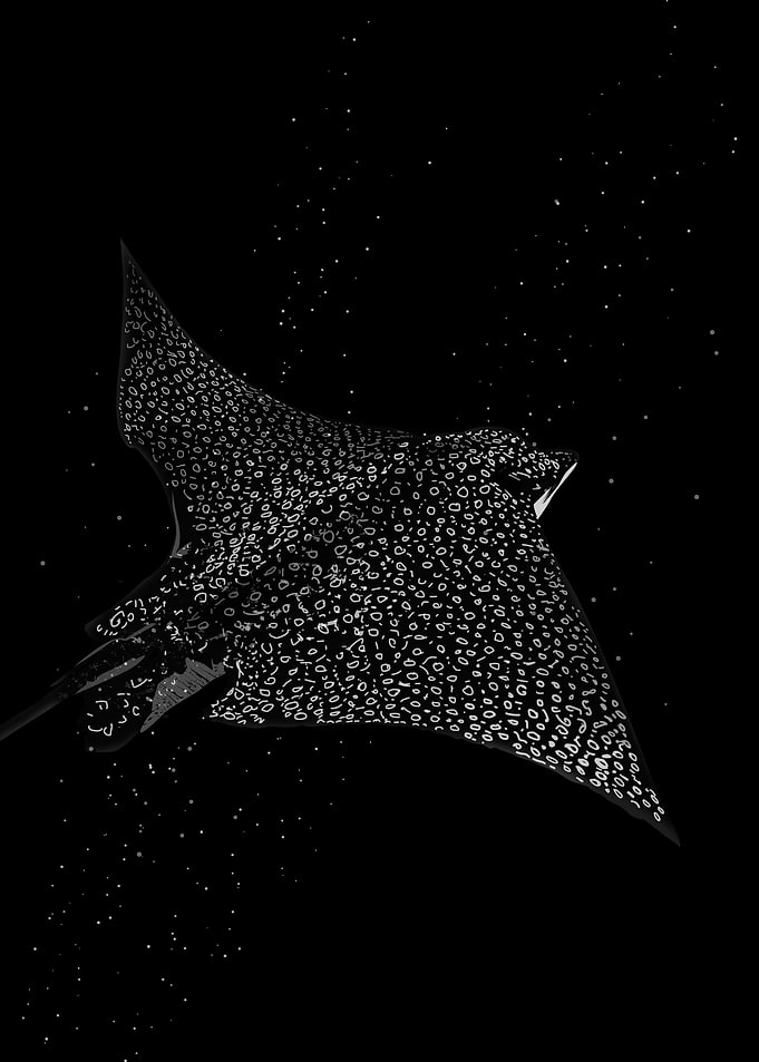 Spotted Eagle Ray Black