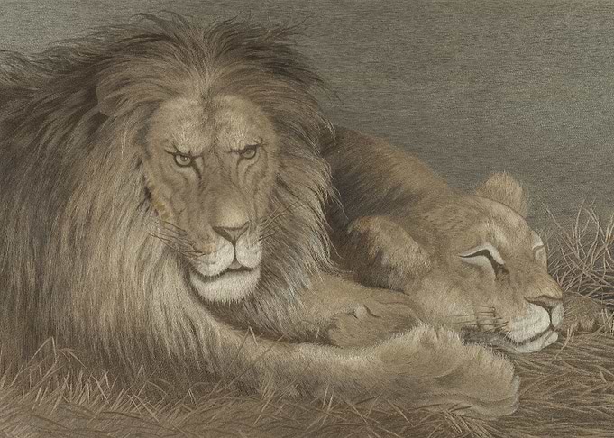 Lion and Lioness