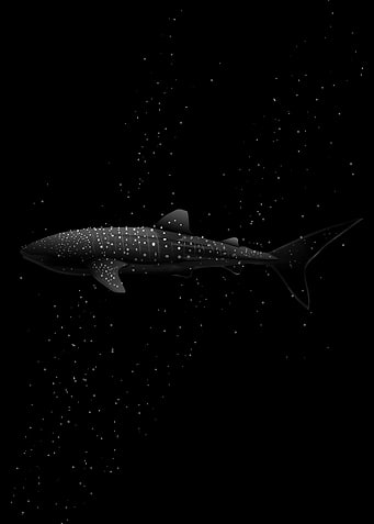 Whale Shark in Maldives