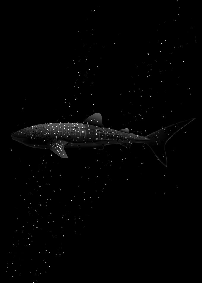 Whale Shark in Maldives