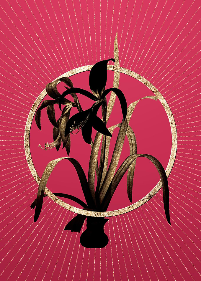 Sprekelia on Viva Magenta