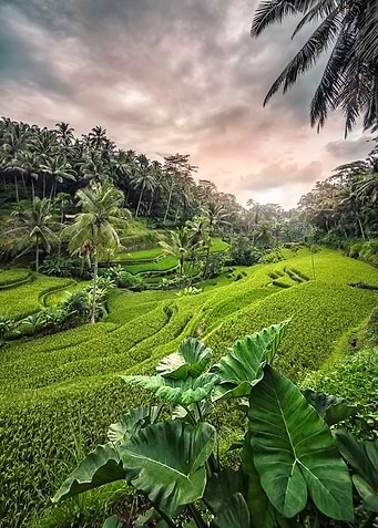 Tegallalang