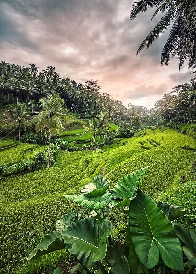 Tegallalang