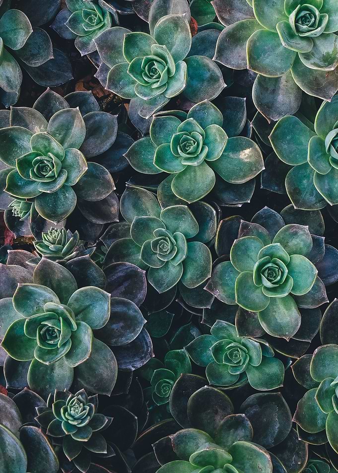 succulents
