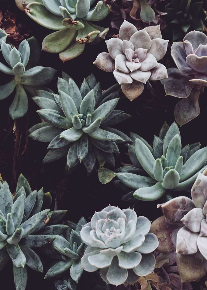 nature of succulent
