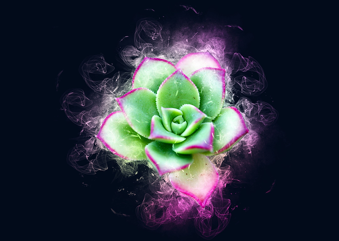 succulent smoke