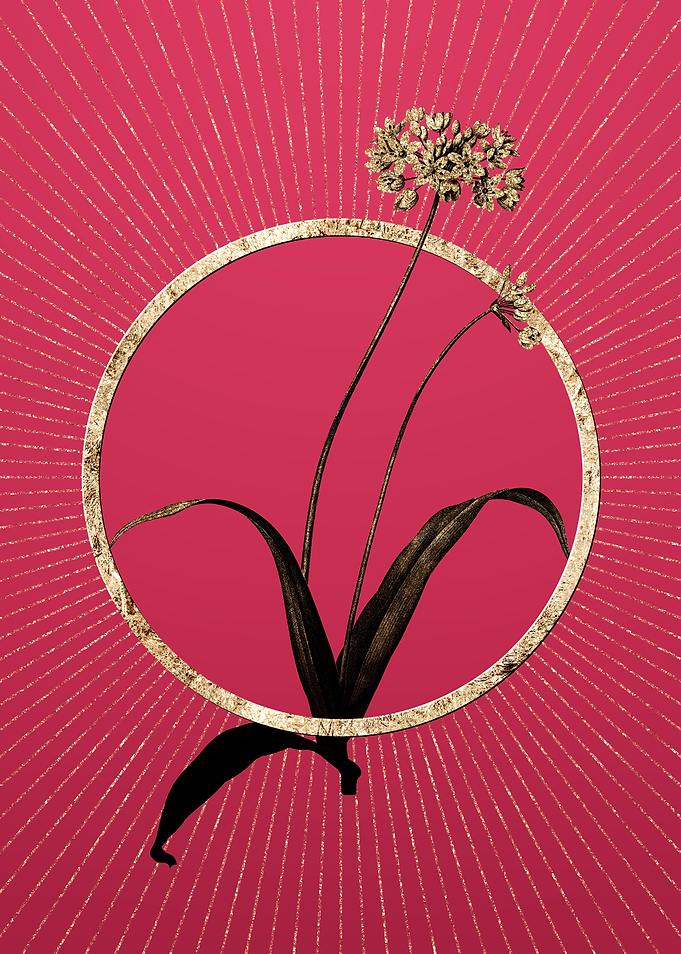 Viva Magenta Spring Garlic