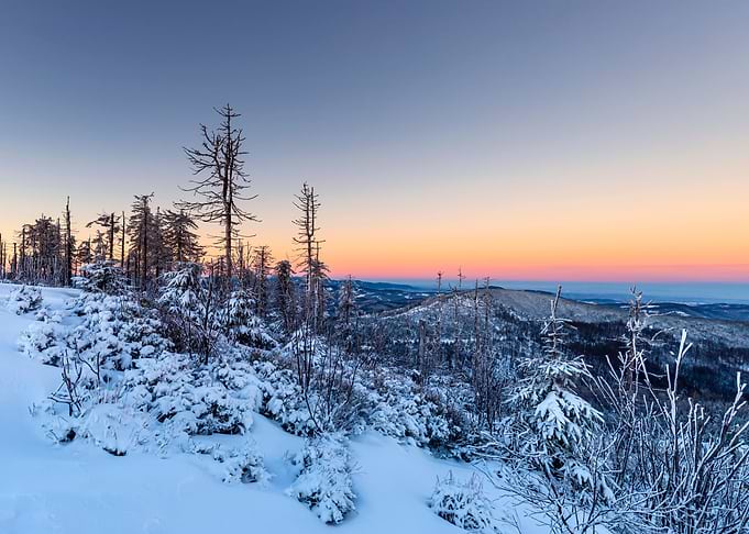 Winter trees in mountains