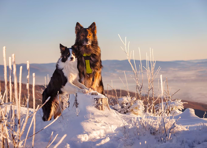 Purebred dogs in winter