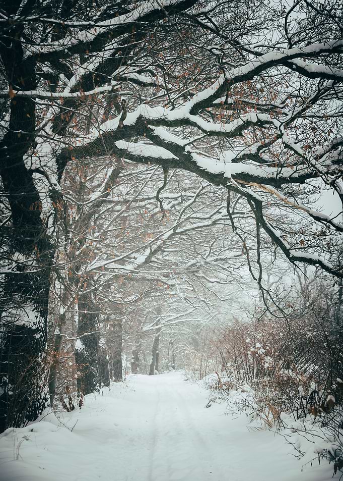 Winter alley, tree in park