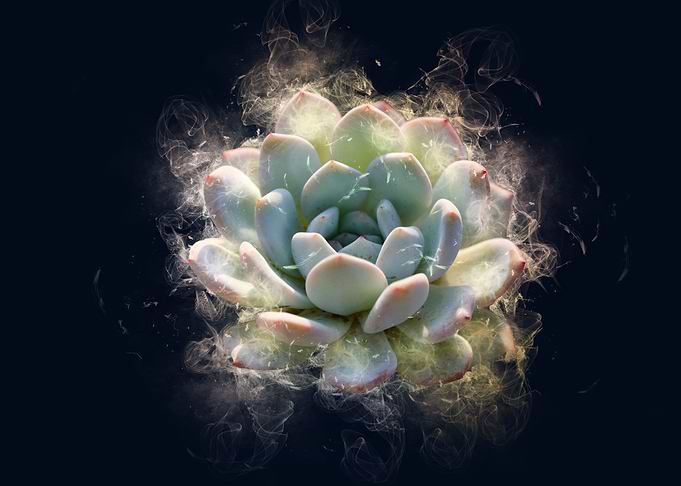 big succulent smoke