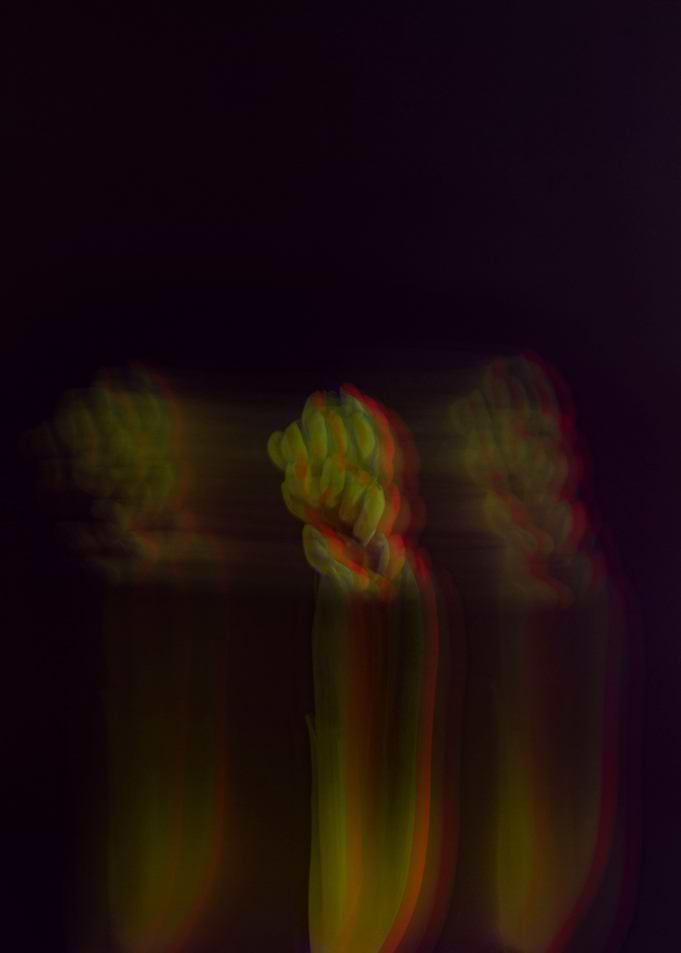 Abstract bouquet