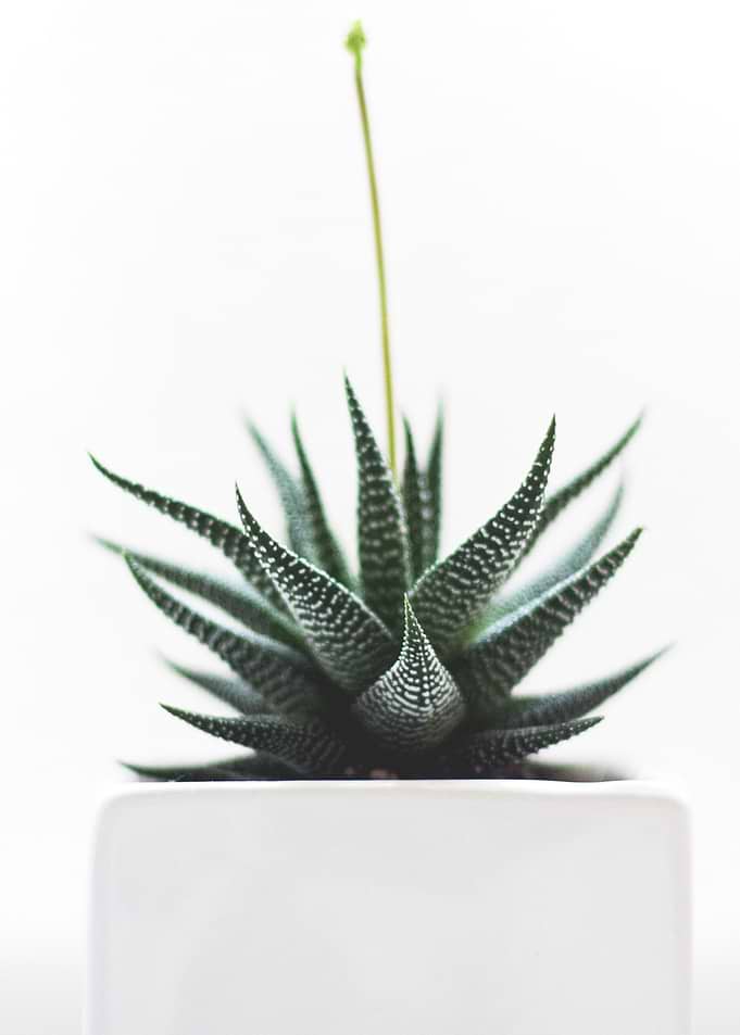 succulent plant