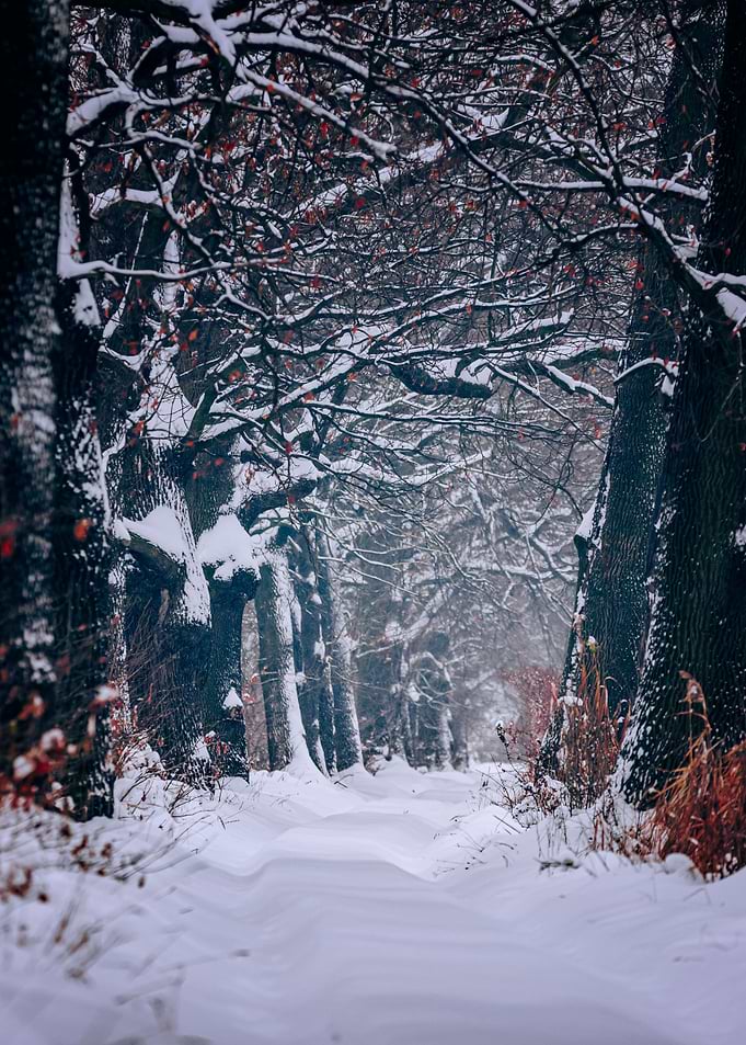 Winter alley in the park