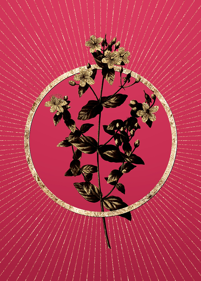 Stinking Tutsan on Magenta