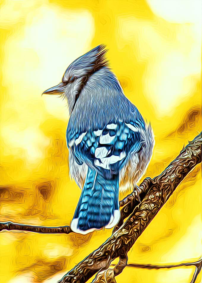 Blue Jay