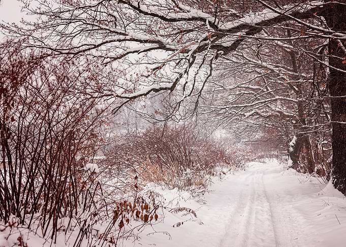 Winter alley in the park